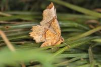 Selenia lunularia