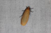 Wittia sororcula