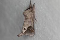 Clostera anachoreta