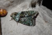 Cryphia algae