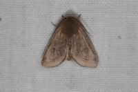Orthosia cerasi