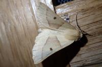 Crocallis elinguaria