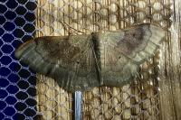 Idaea aversata