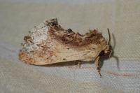 Ptilodon cucullina