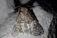 Tethea ocularis