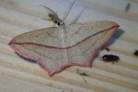 Timandra comae