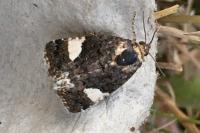 Tyta luctuosa