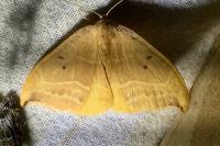 Watsonalla binaria