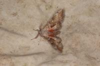 Laothoe populi
