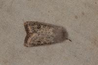 Orthosia gracilis