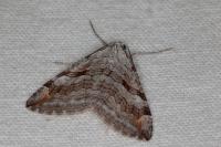 Aplocera efformata/plagiata