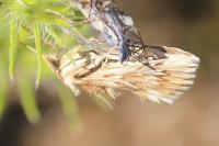 Cynaeda dentalis