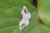 Ligdia adustata