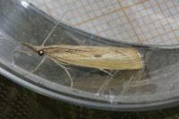 Agriphila inquinatella
