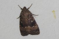Amphipyra pyramidea