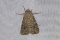 Anarta trifolii