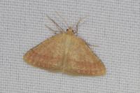 Aplasta ononaria
