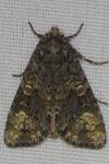 Craniophora ligustri