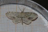Idaea dimidiata