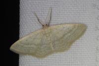 Idaea subsericeata