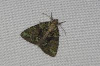 Cryphia algae