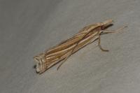 Ancylolomia tentaculella
