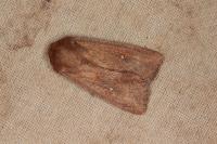 Mythimna albipuncta