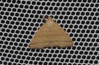 Herminia tarsicrinalis