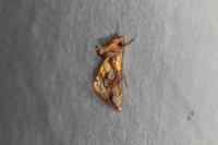 Plusia festucae