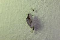 Cilix glaucata