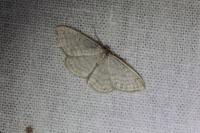 Idaea subsericeata