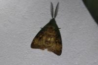 Lymantria dispar