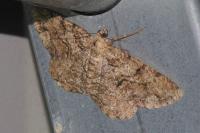 Peribatodes secundaria secundaria