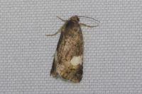 Tyta luctuosa