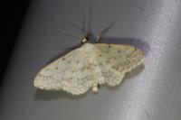 Idaea seriata