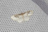 Idaea rusticata