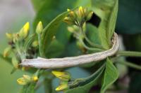 Chariaspilates formosaria