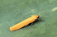 Indalia lutarella