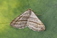 Phibalapteryx virgata