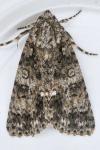 Acronicta rumicis