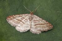 Phibalapteryx virgata
