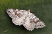 Scotopteryx bipunctaria