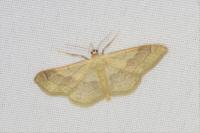 Idaea aversata