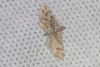Gymnoscelis rufifasciata