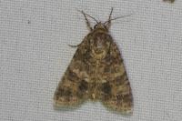 Acronicta rumicis