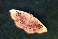 Cyclophora lennigiaria