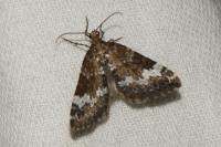 Perizoma alchemillata