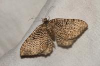 Rheumaptera undulata