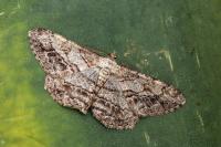 Peribatodes perversaria