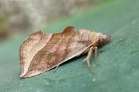 Calyptra thalictri